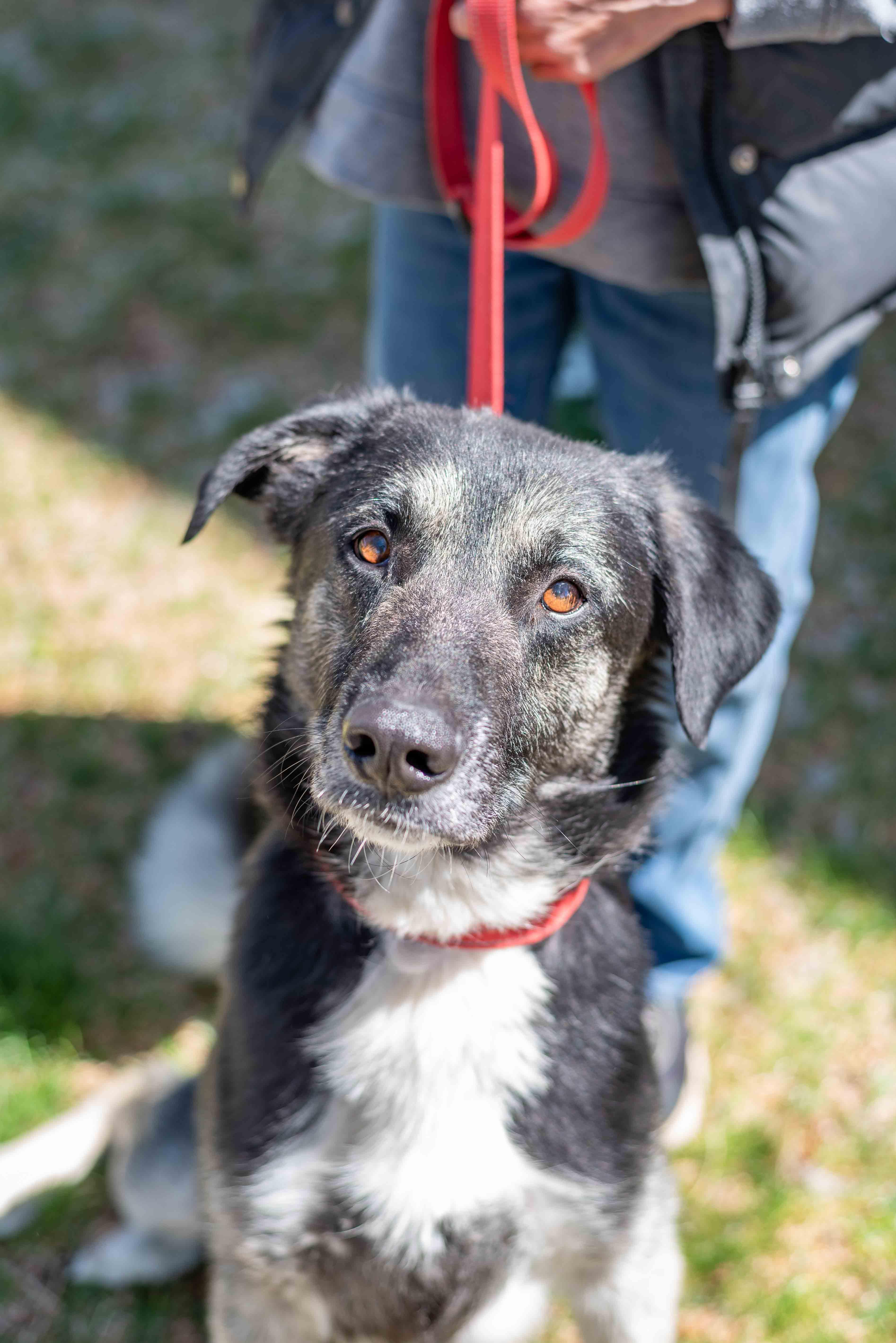 Hogan, ADOPTABLE, Adult Male German Shepherd Dog.