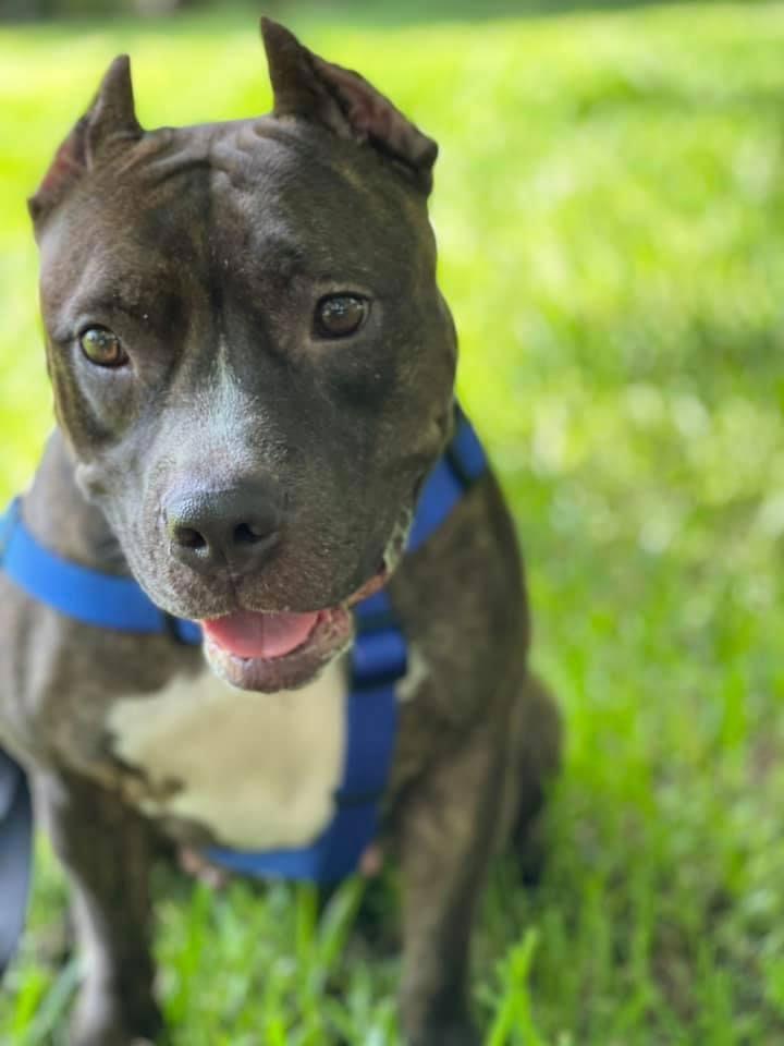 Lexi, Adoptable, Adult Female American Staffordshire Terrier.