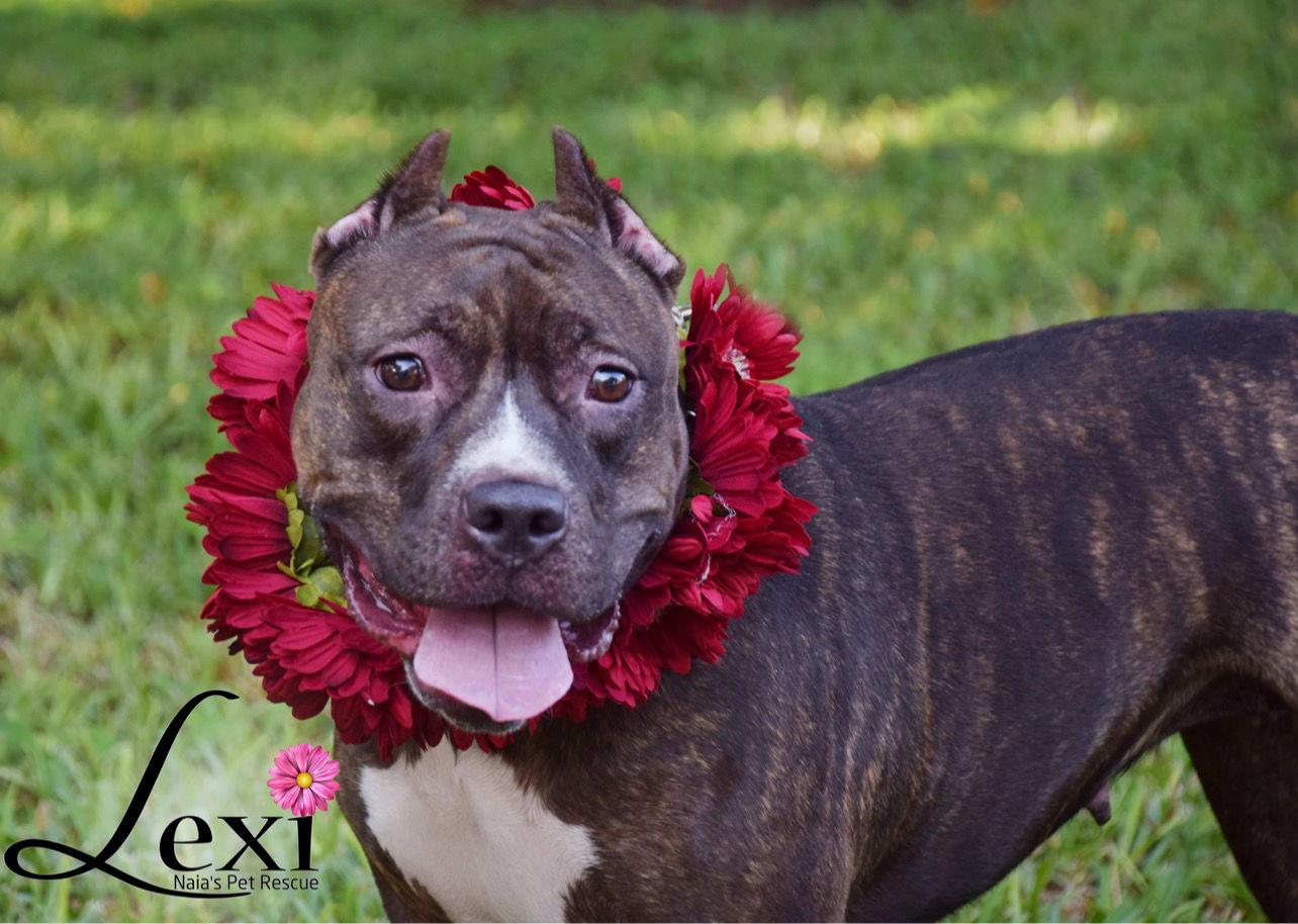 Enlarge Lexi, a Adoptable American Staffordshire Terrier in Pompano Beach, FL image 2/3