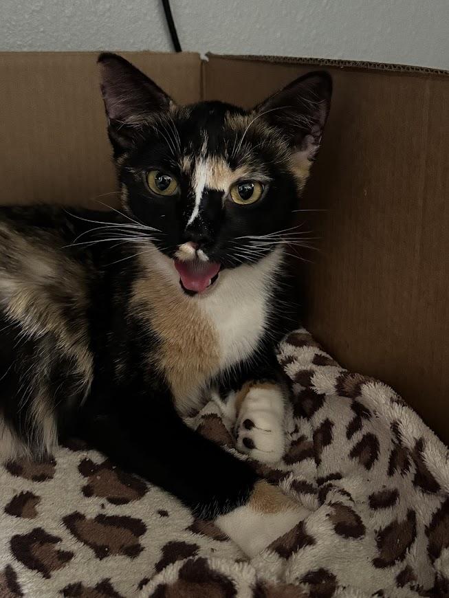 Scarla ***Bonded with Zilla - Located in Vancouver, WA***