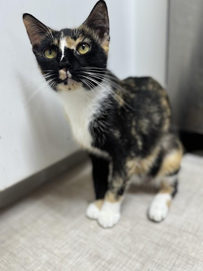 Scarla ***Bonded with Zilla - Located in Vancouver, WA***