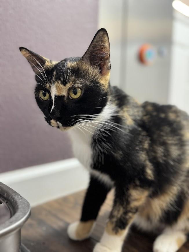 Scarla ***Bonded with Zilla - Located in Vancouver, WA***