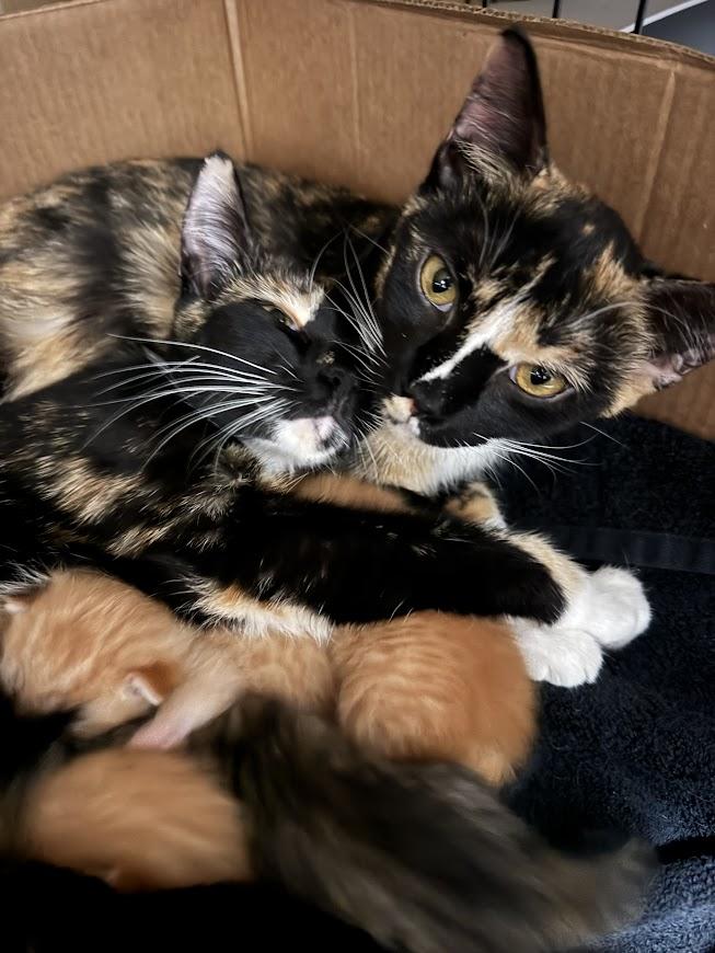 Scarla ***Bonded with Zilla - Located in Vancouver, WA***