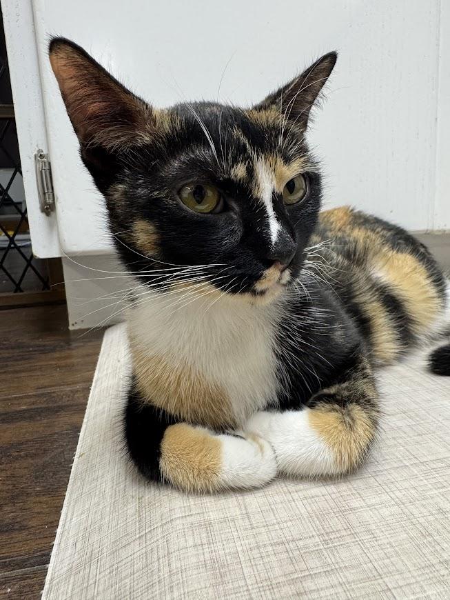 Scarla ***Bonded with Zilla - Located in Vancouver, WA***
