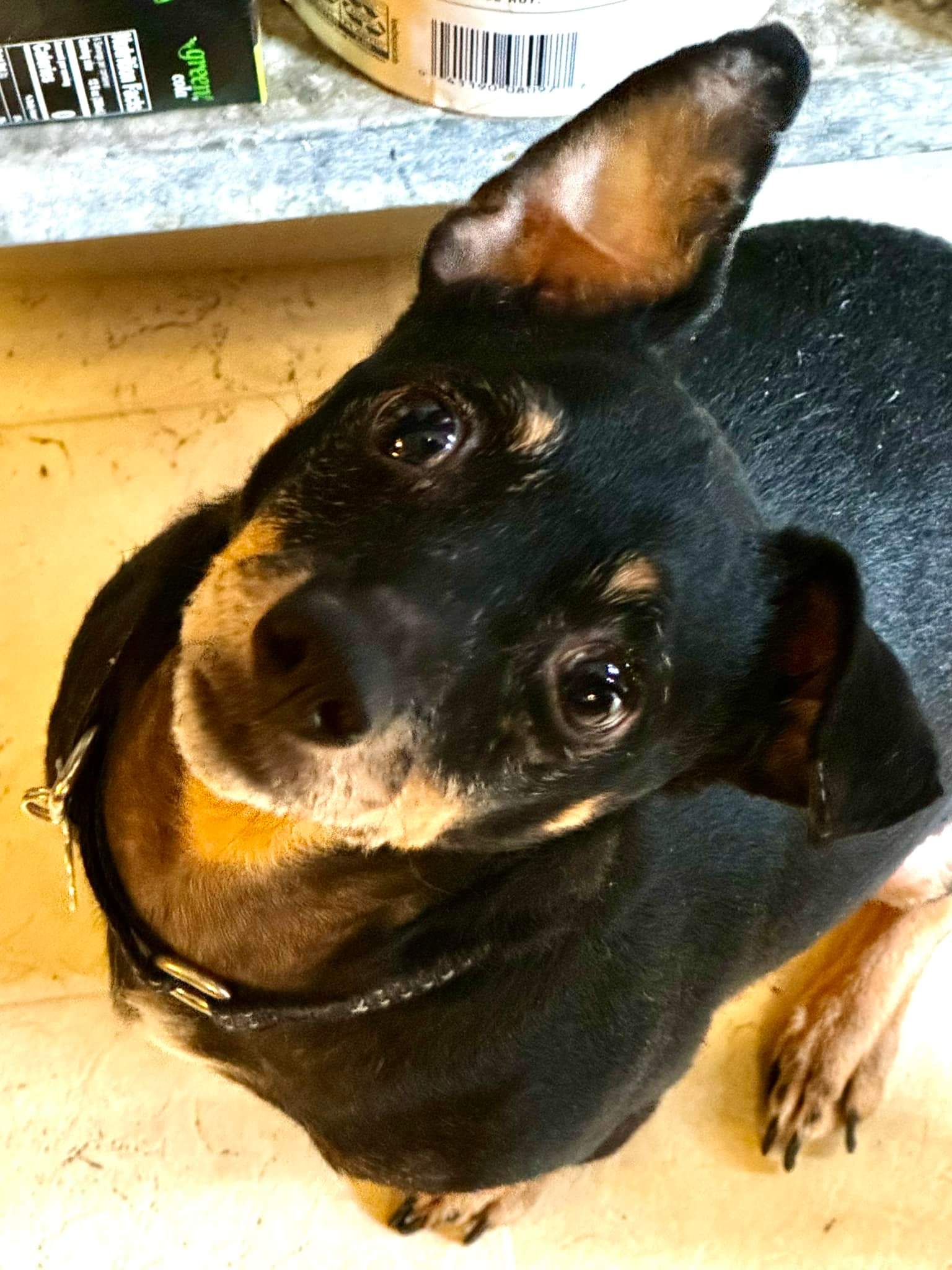 Molly, a Adoptable Chihuahua in Ozone Park, NY image 2/4