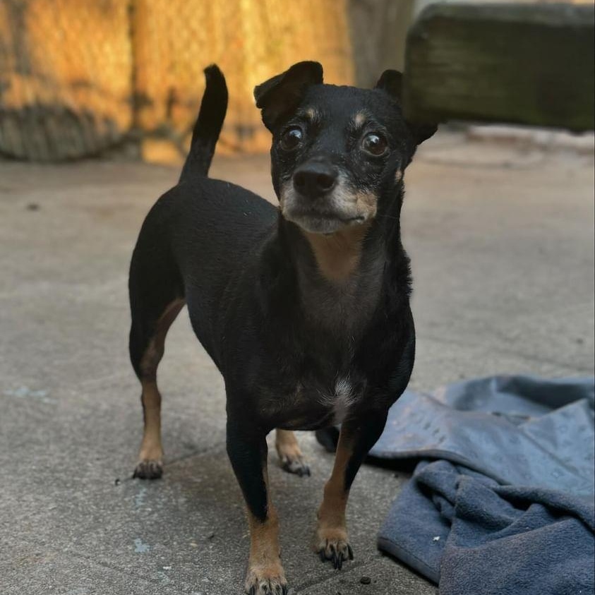 Molly, a Adoptable Chihuahua in Ozone Park, NY image 3/4