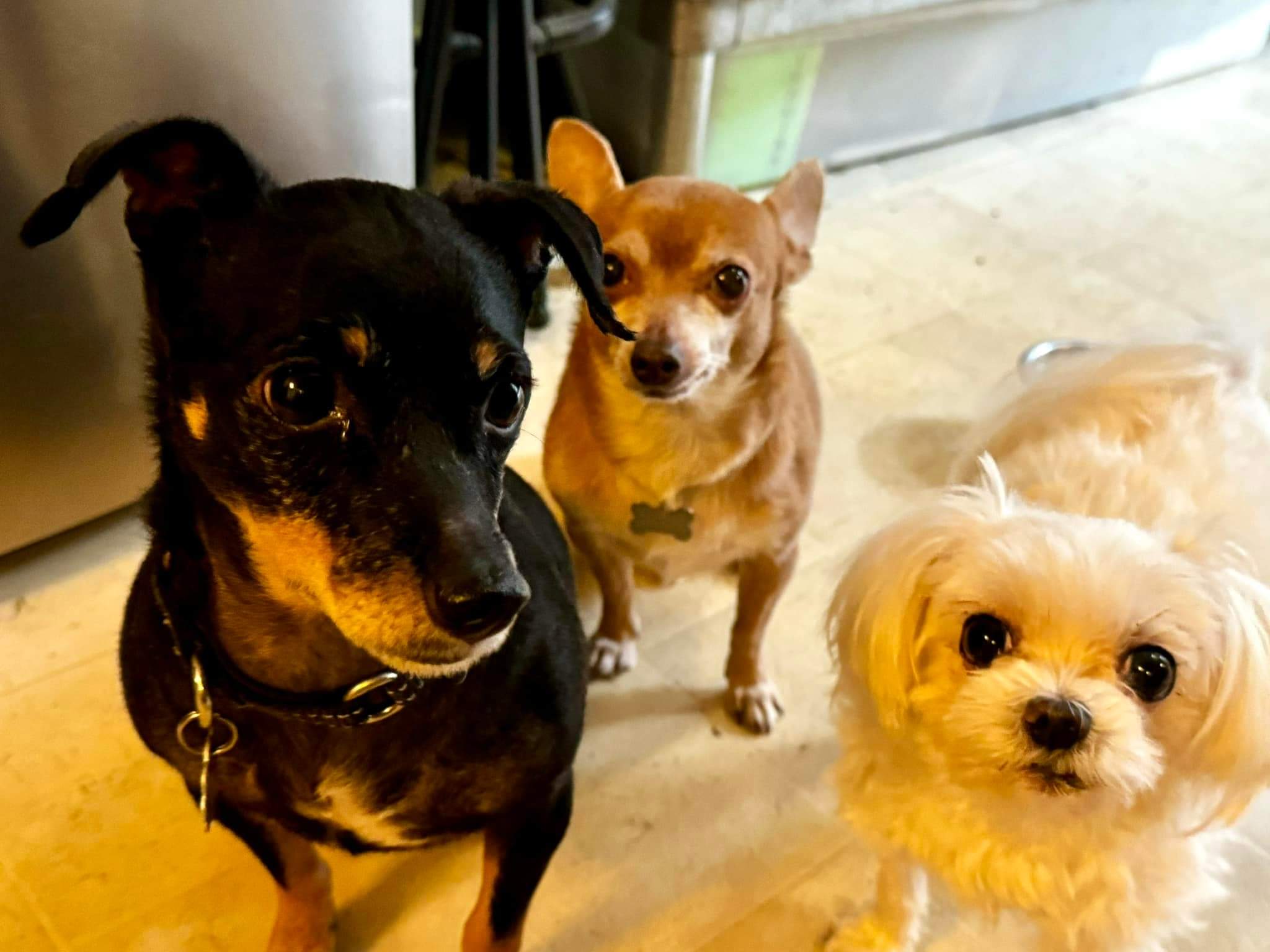 Molly, a Adoptable Chihuahua in Ozone Park, NY image 4/4