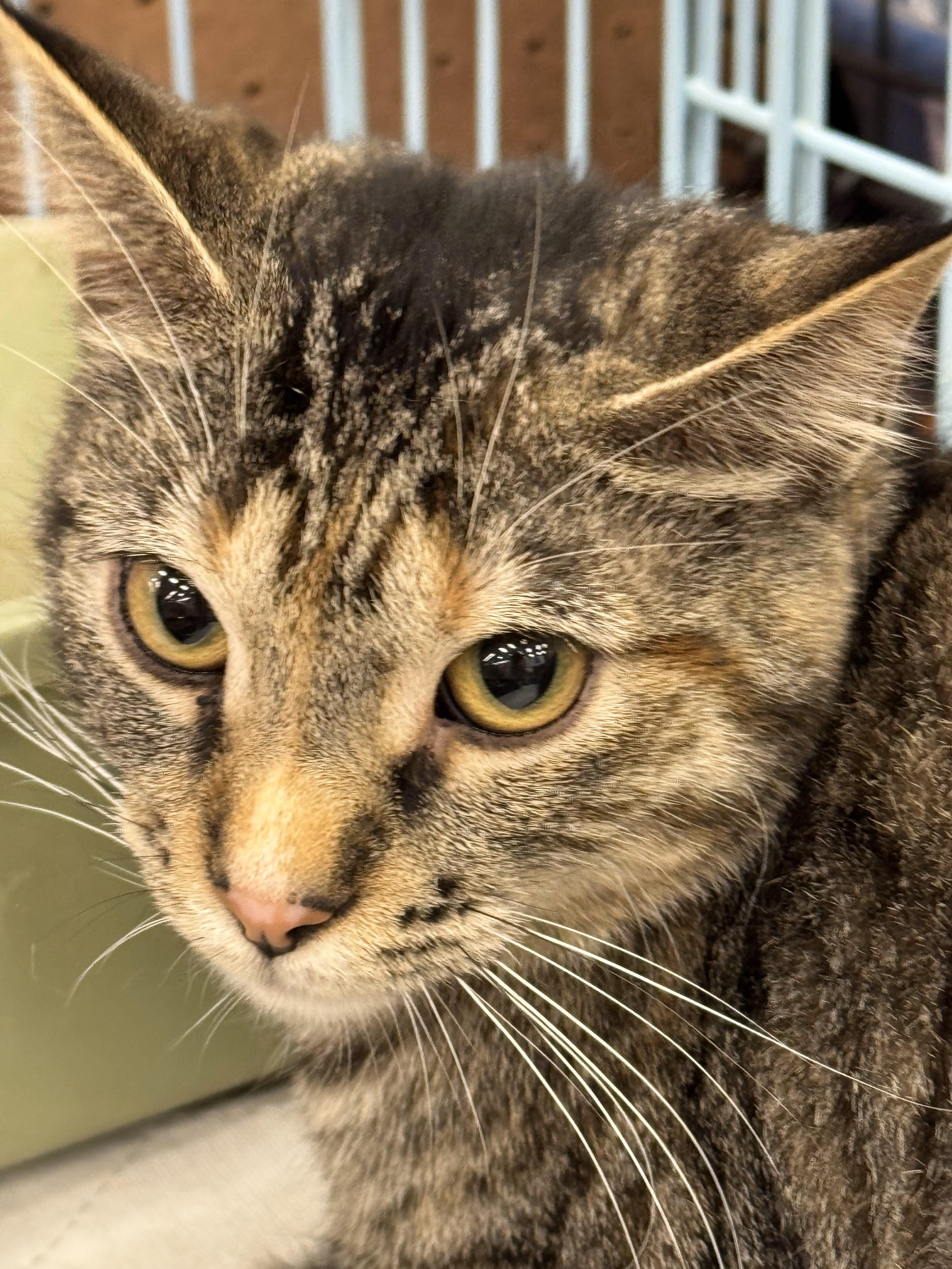 Enlarge Jenny, a Adoptable Domestic Short Hair in Logansport, IN image 1/1