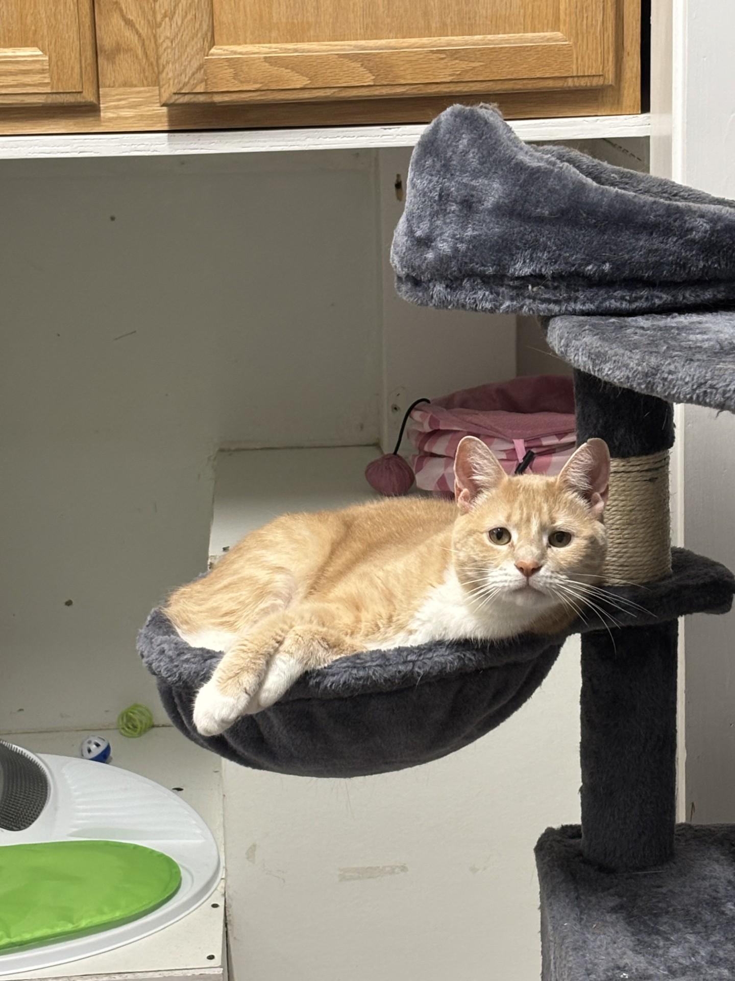 Penelope, an adoptable Domestic Short Hair in Altoona, PA image 3/3