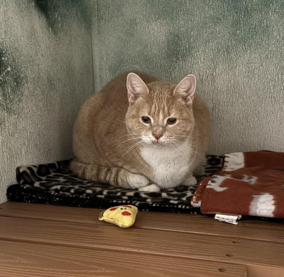 Penelope, ADOPTABLE, Adult Female Domestic Short Hair.