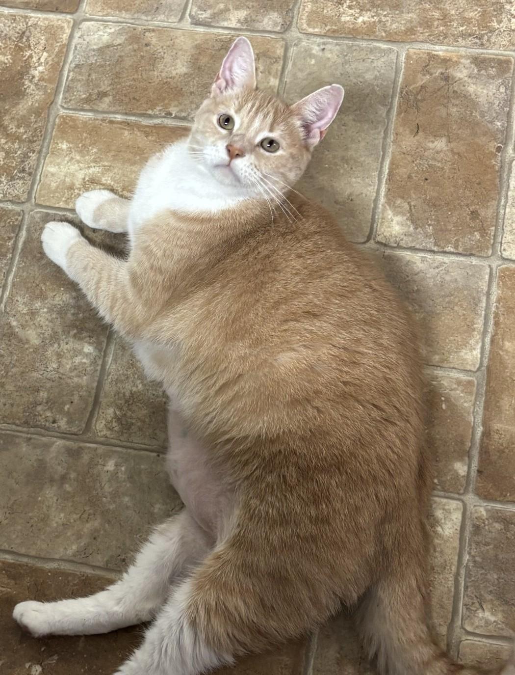 Penelope, an adoptable Domestic Short Hair in Altoona, PA image 1/3