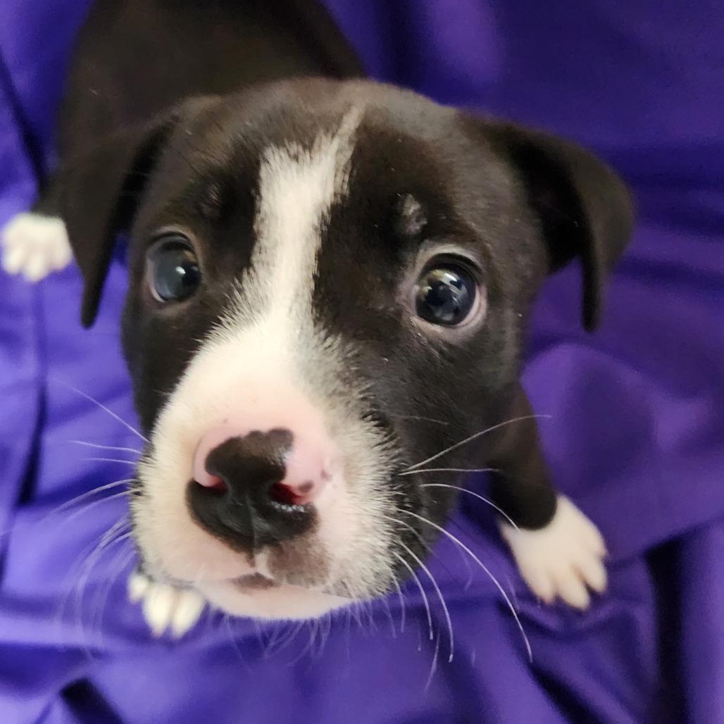 Enlarge Icabod, a Adoptable Mixed Breed in North Myrtle Beach, SC image 1/1