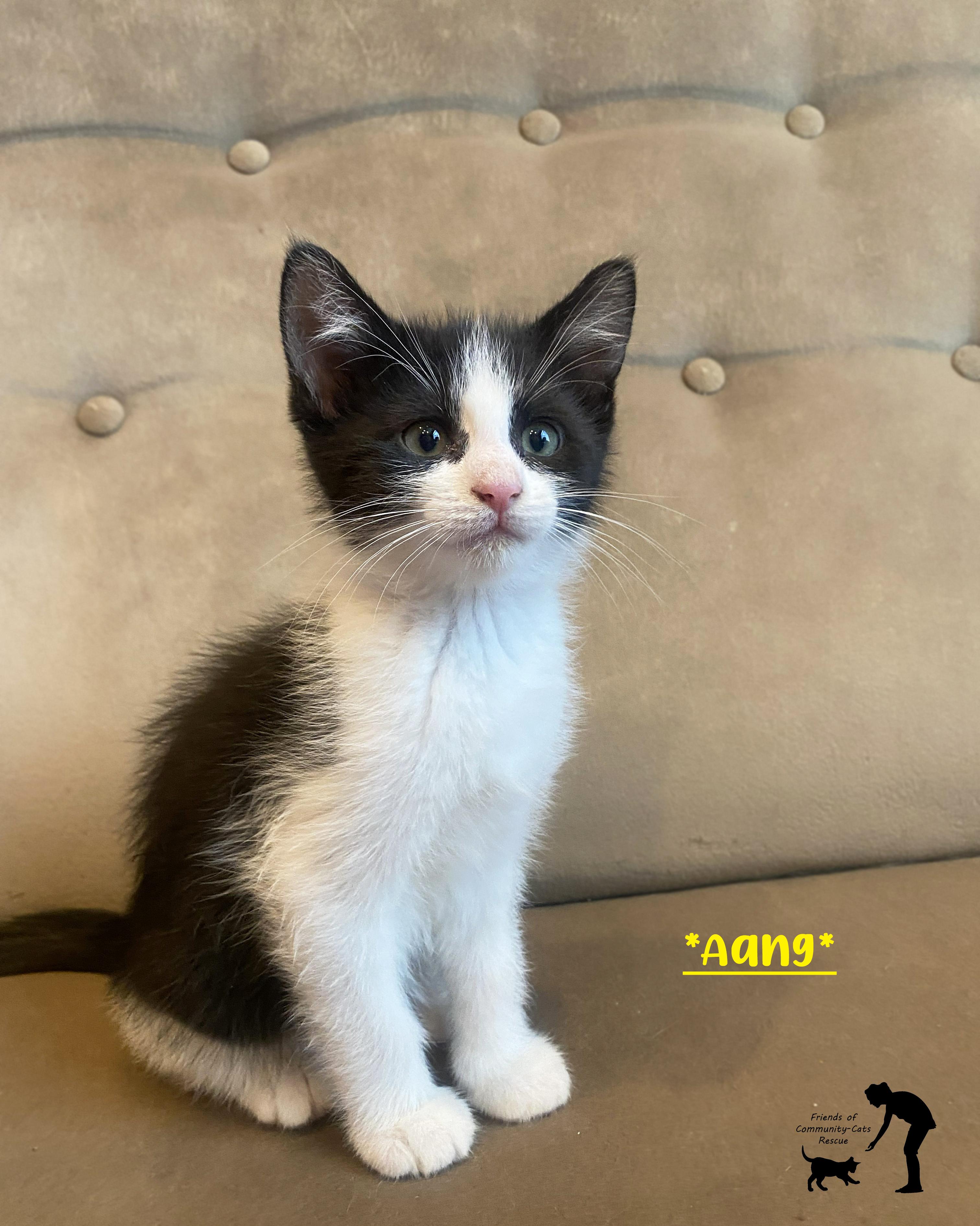 Aang, an adopted Domestic Short Hair in Centerville, UT image 1/2