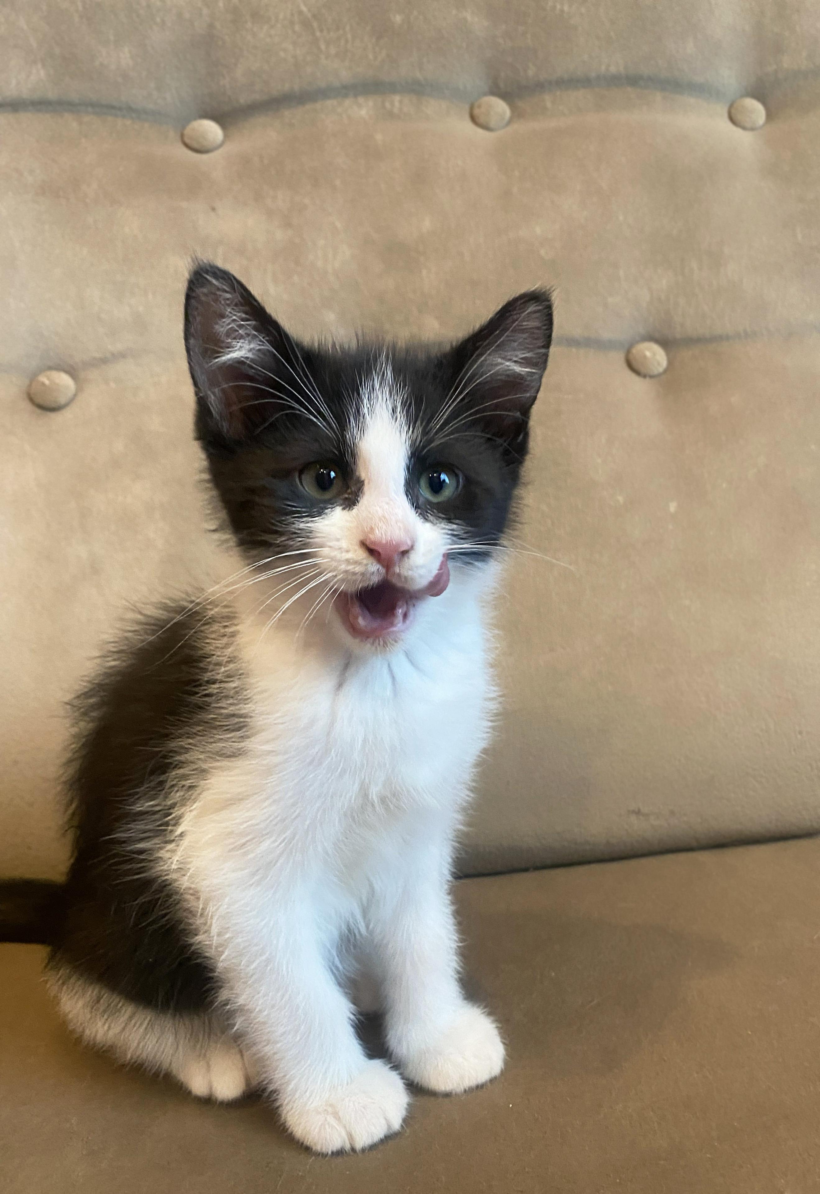 Aang, an adopted Domestic Short Hair in Centerville, UT image 2/2