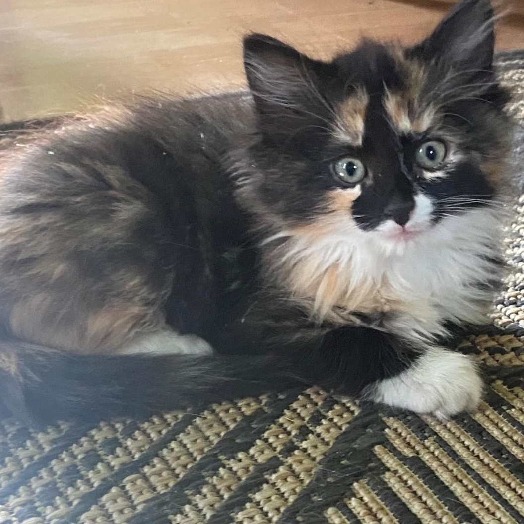 Enlarge Beatrice Coleman , an adopted mixed breed in Denver, CO image 1/6