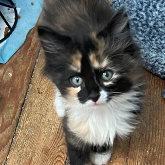 Enlarge Beatrice Coleman , an adopted mixed breed in Denver, CO image 6/6