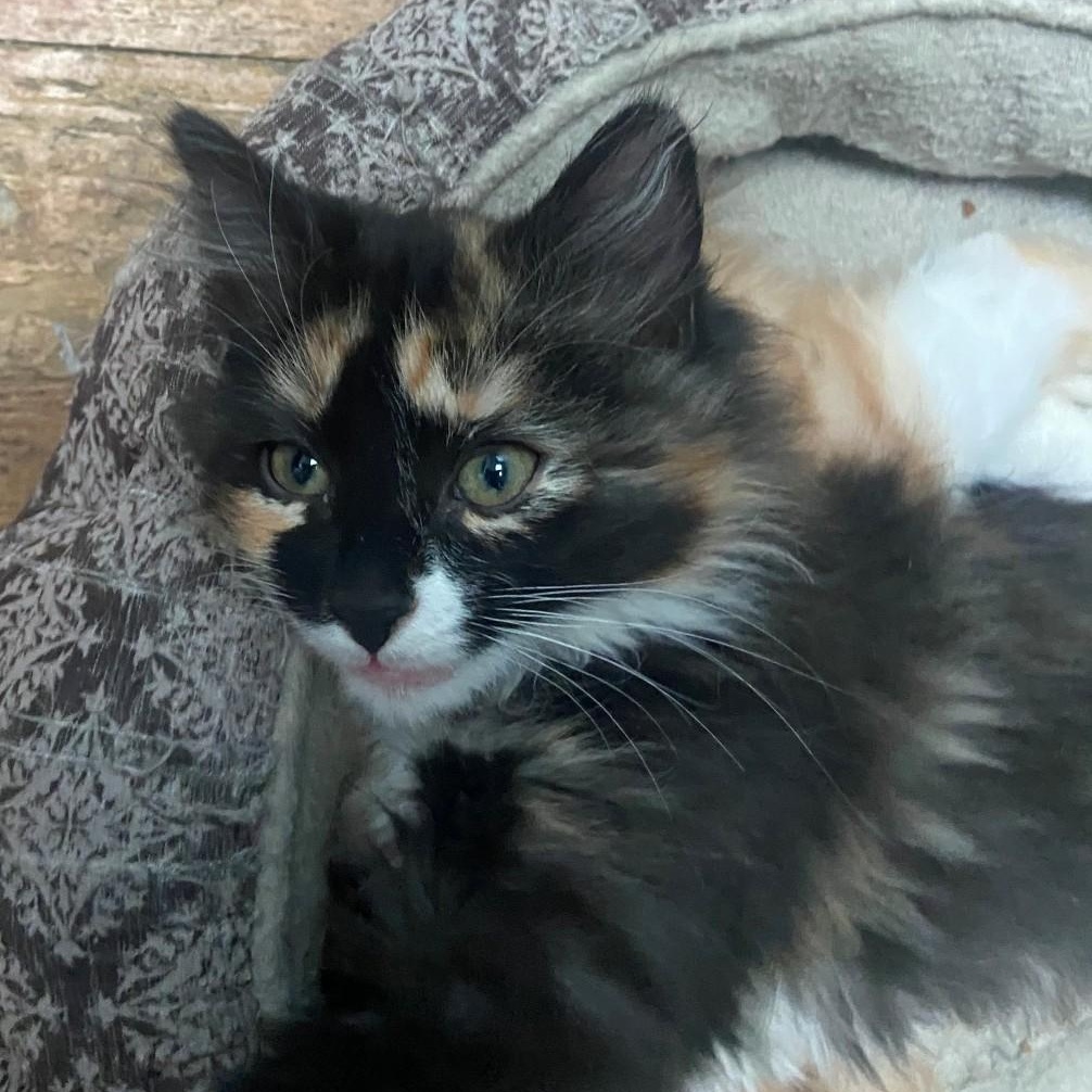 Enlarge Beatrice Coleman , an adopted mixed breed in Denver, CO image 3/6