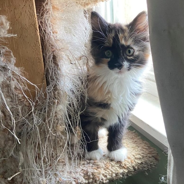 Enlarge Beatrice Coleman , an adopted mixed breed in Denver, CO image 2/6