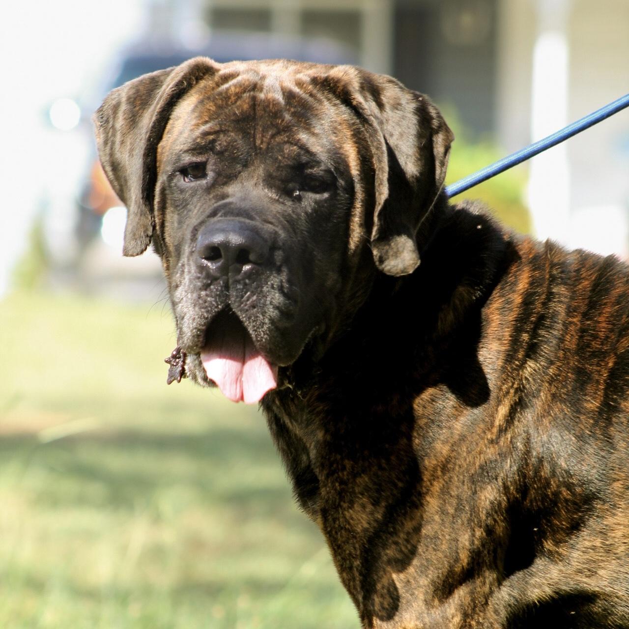Enlarge Chief, a Adopted mixed breed in Columbia, SC image 2/6