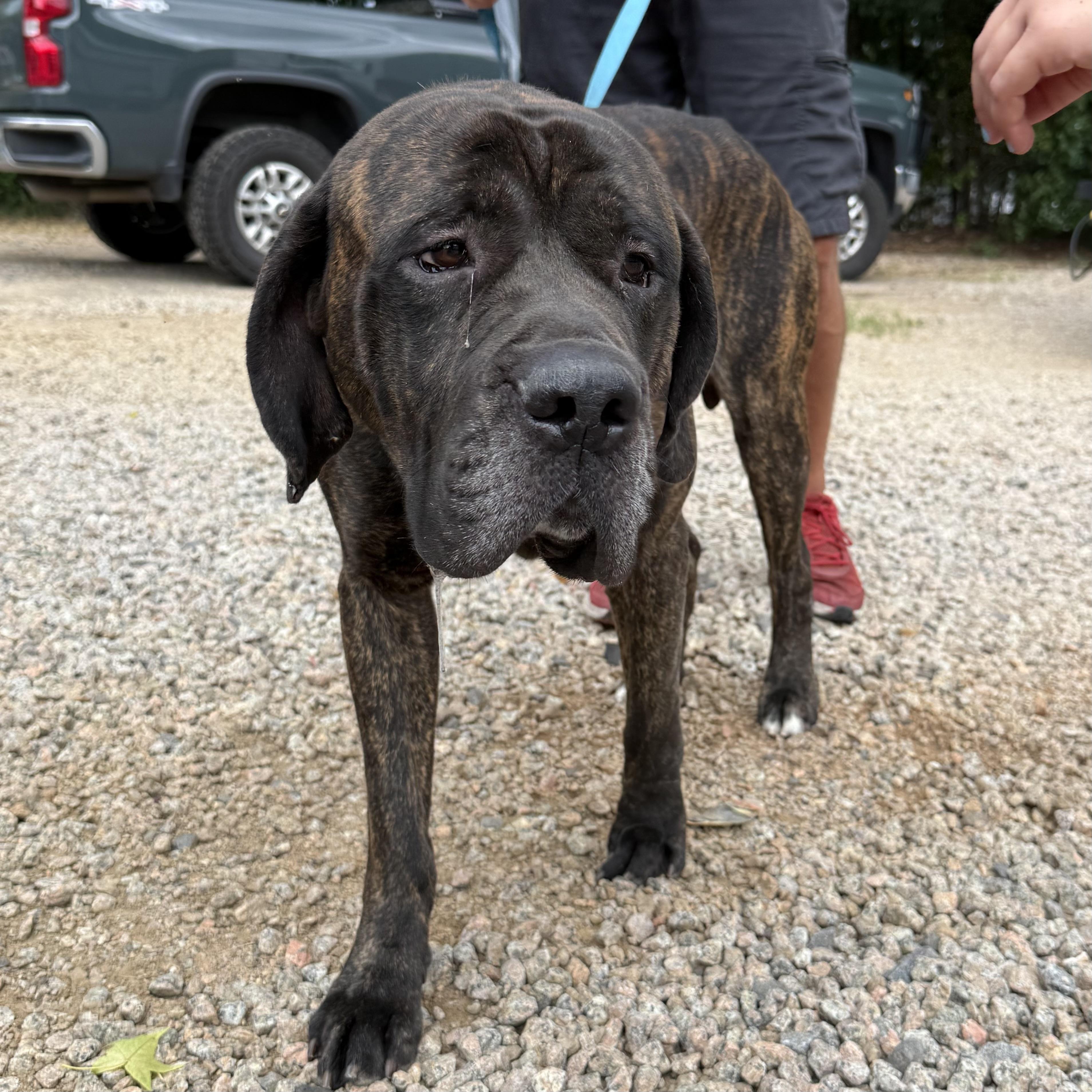 Enlarge Chief, a Adopted mixed breed in Columbia, SC image 5/6