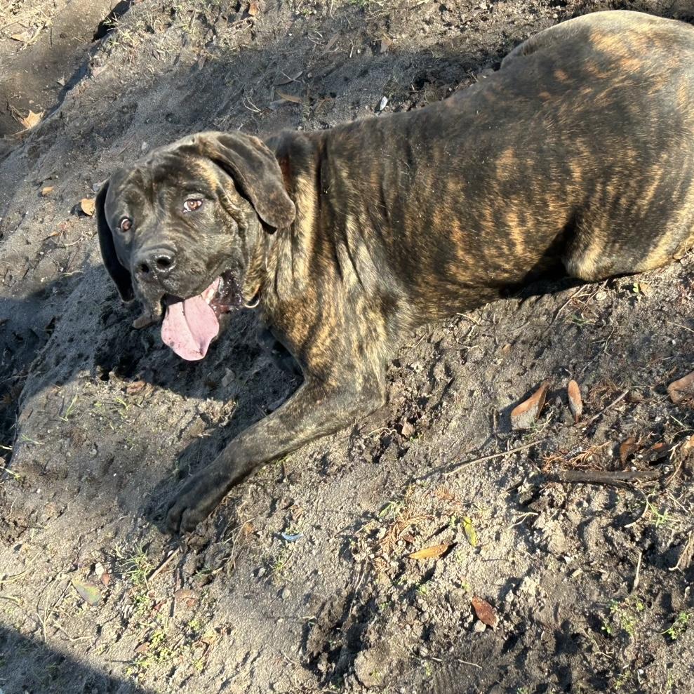 Enlarge Chief, a Adopted mixed breed in Columbia, SC image 6/6