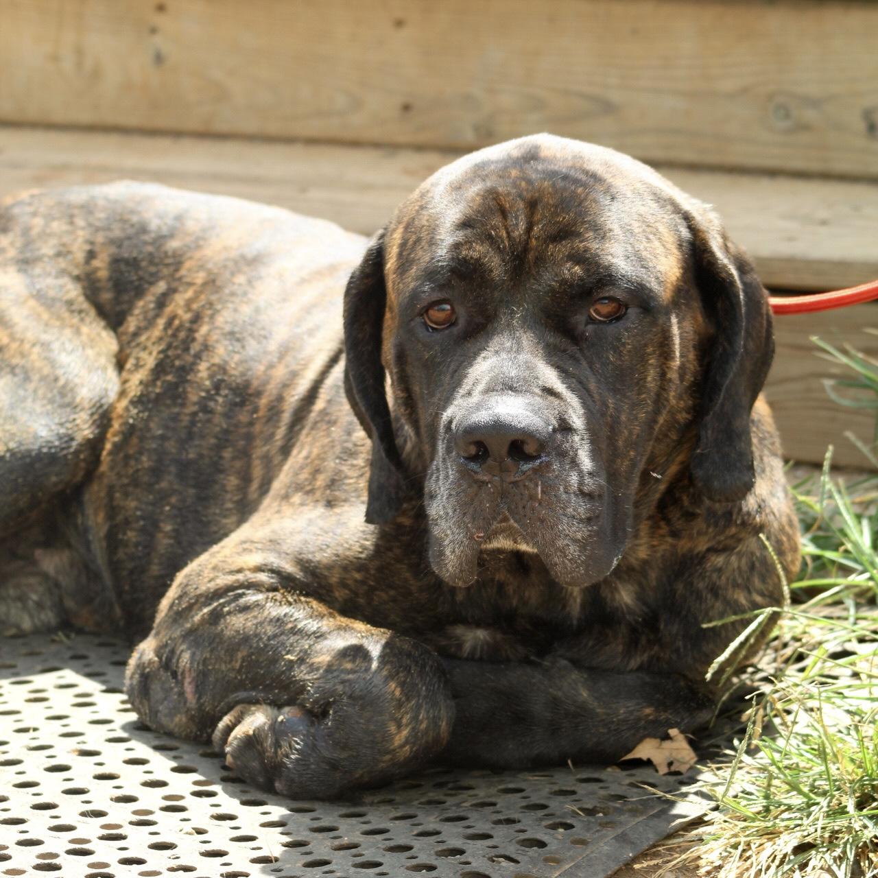 Chief, Adopted, Adult Male Cane Corso & Mastiff.