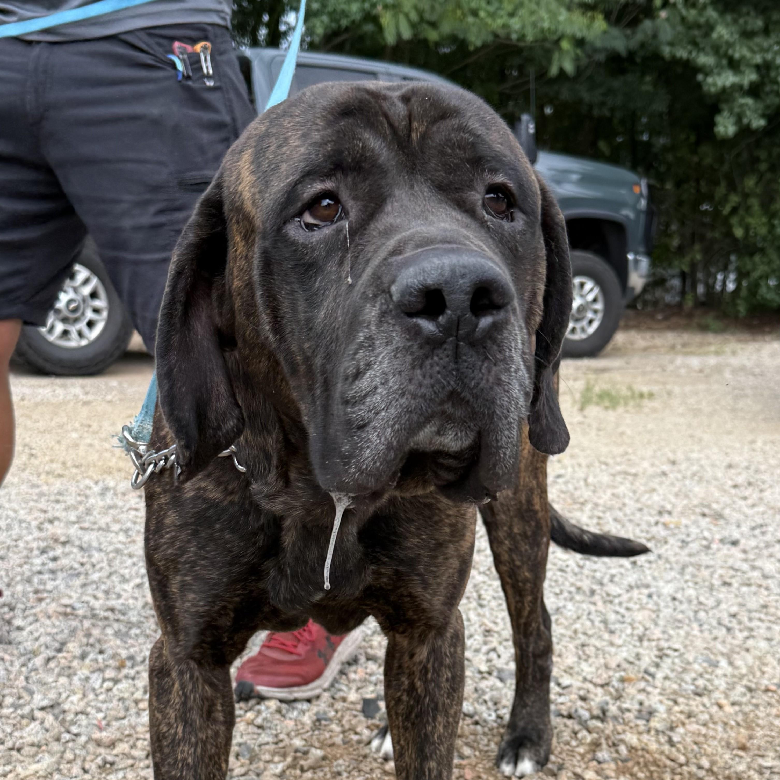 Enlarge Chief, a Adopted mixed breed in Columbia, SC image 4/6