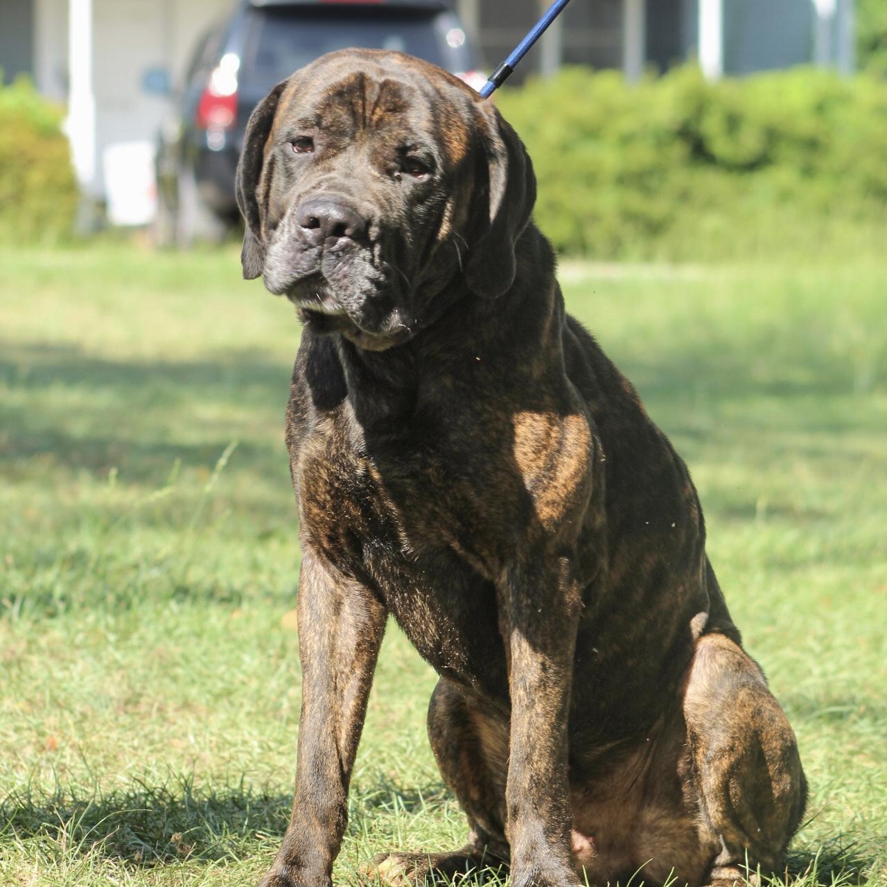 Enlarge Chief, a Adopted mixed breed in Columbia, SC image 3/6