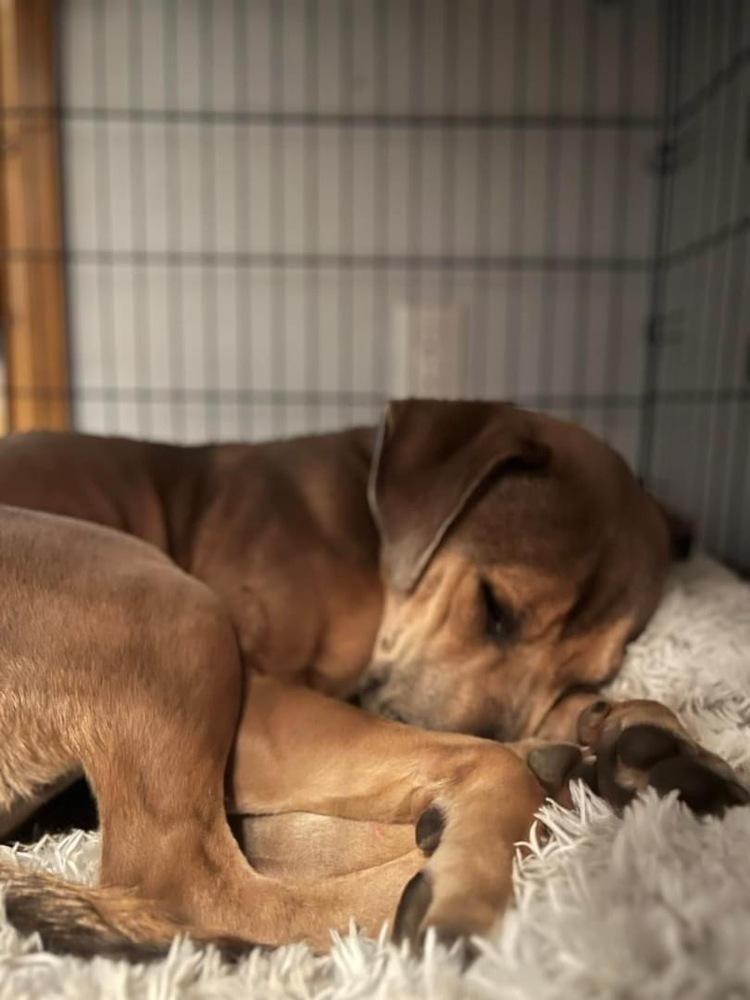 Rivers, Adoptable, Young Male Shepherd.