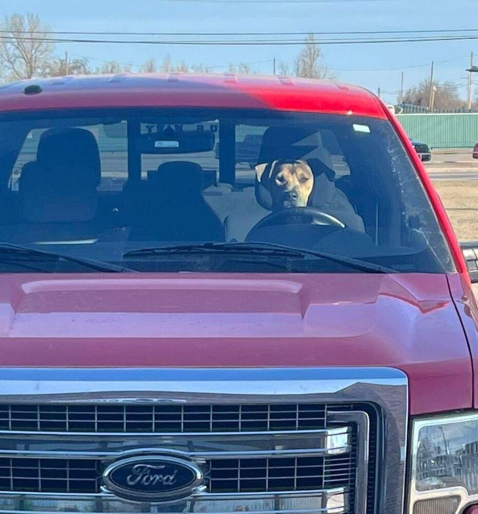 Enlarge Rivers, a Adoptable mixed breed in Warr Acres, OK image 2/6