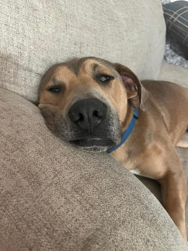 Enlarge Rivers, a Adoptable mixed breed in Warr Acres, OK image 3/6