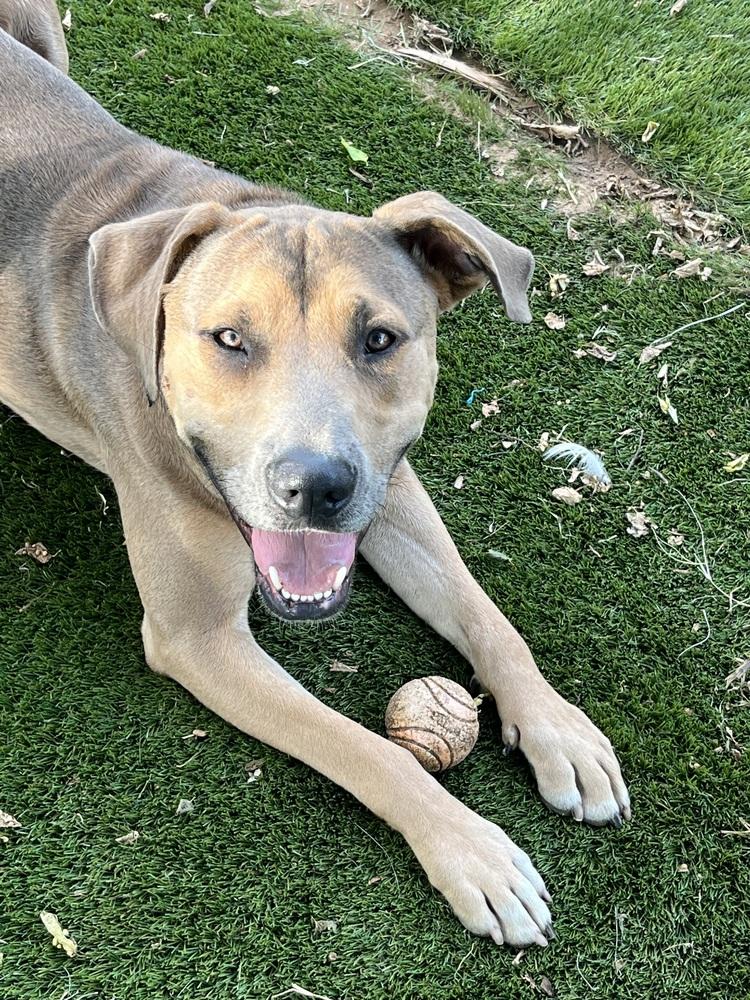 Enlarge Rivers, a Adoptable mixed breed in Warr Acres, OK image 5/6