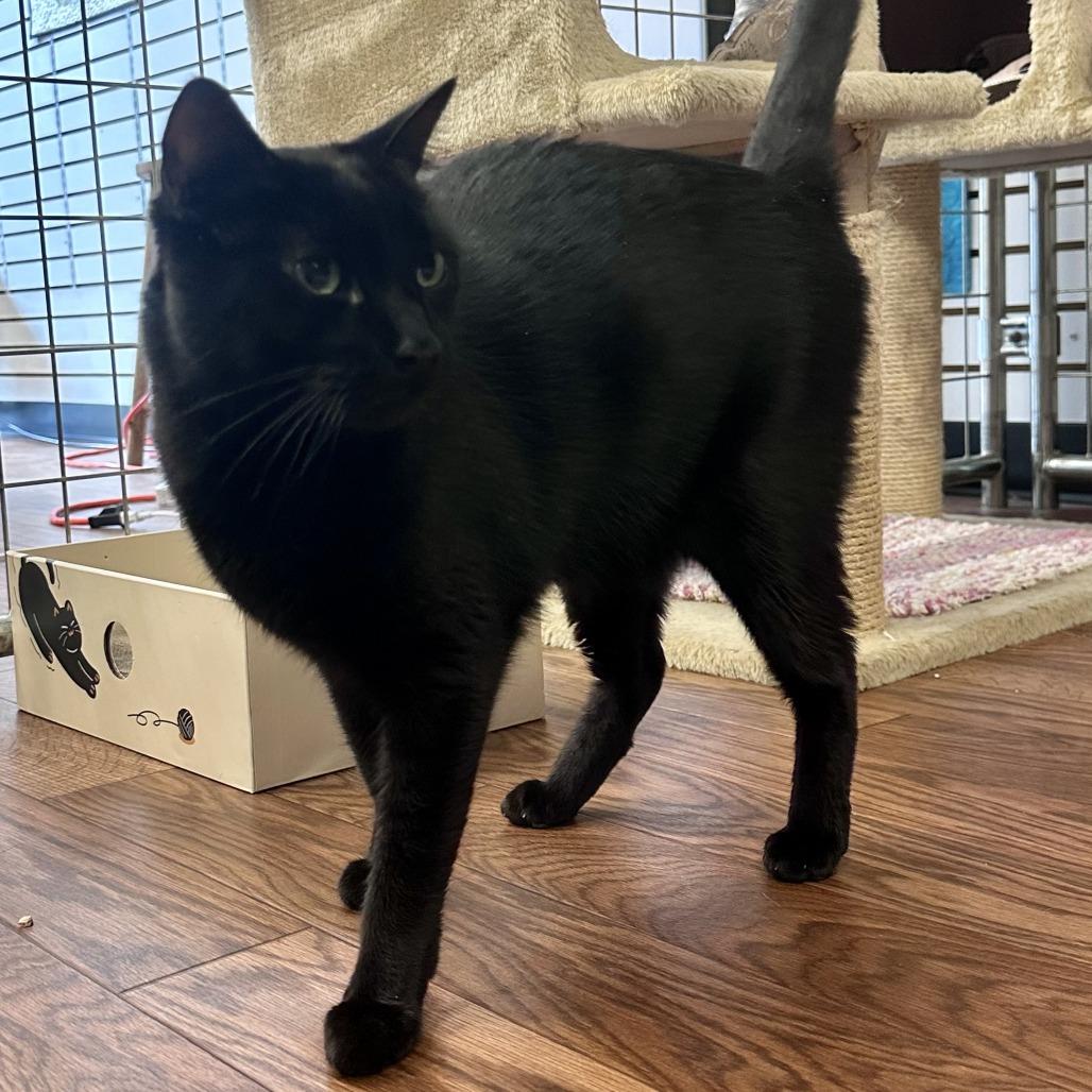 Enlarge Floki, a Adoptable Domestic Short Hair in Saratoga Springs, NY image 1/1