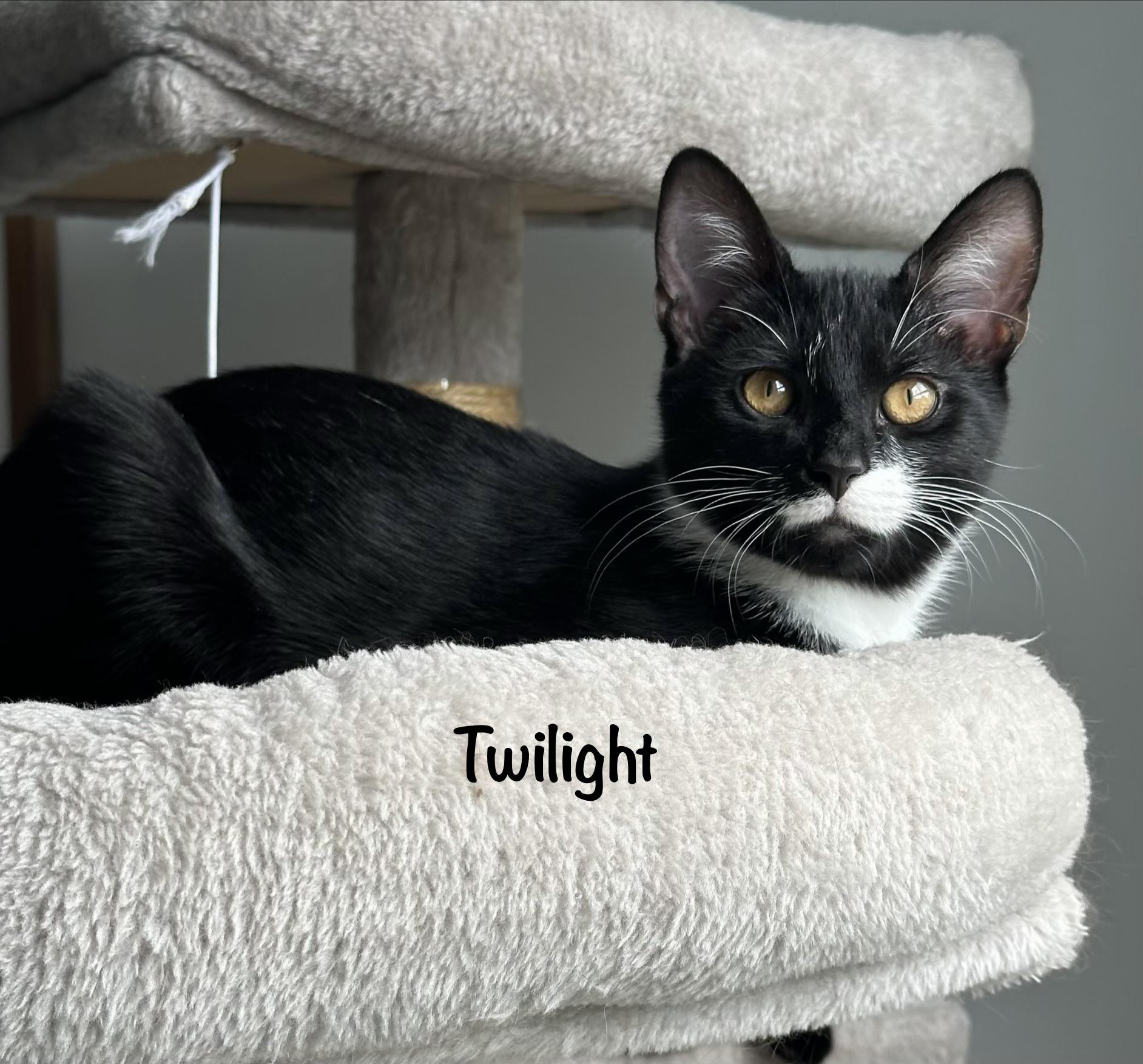 Enlarge Twilight(m) and Eclipse(m)-Fee Sponsored (BOGO), a ADOPTABLE Domestic Short Hair in Leesburg, VA image 2/6