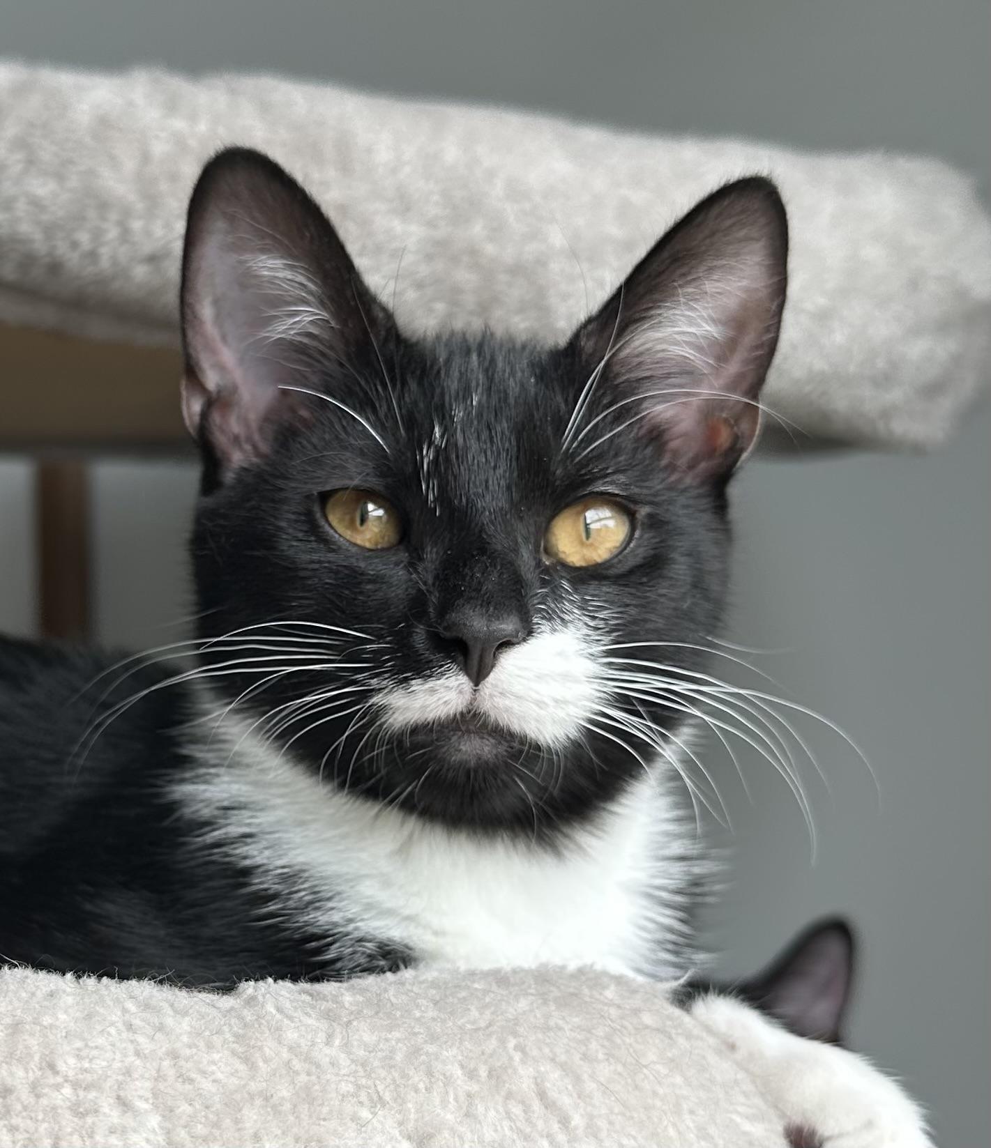 Enlarge Twilight(m) and Eclipse(m)-Fee Sponsored (BOGO), a ADOPTABLE Domestic Short Hair in Leesburg, VA image 6/6