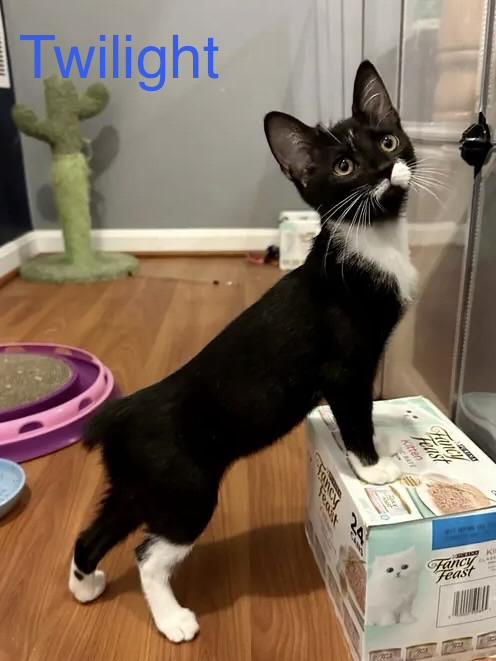 Twilight(m) and Eclipse(m)-Fee Sponsored (BOGO), a ADOPTABLE Domestic Short Hair in Leesburg, VA image 6/6