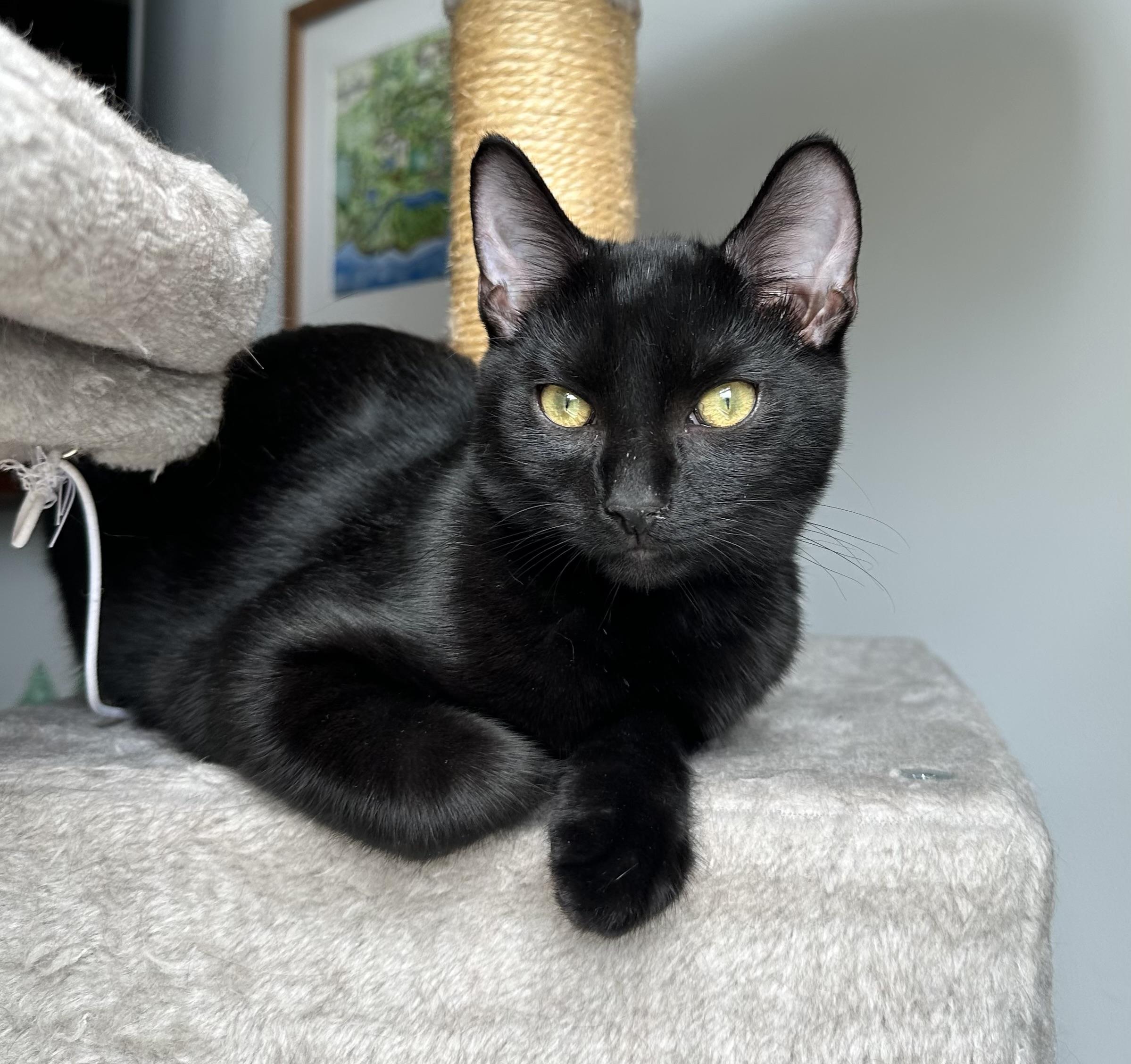 Enlarge Twilight(m) and Eclipse(m)-Fee Sponsored (BOGO), a ADOPTABLE Domestic Short Hair in Leesburg, VA image 5/6