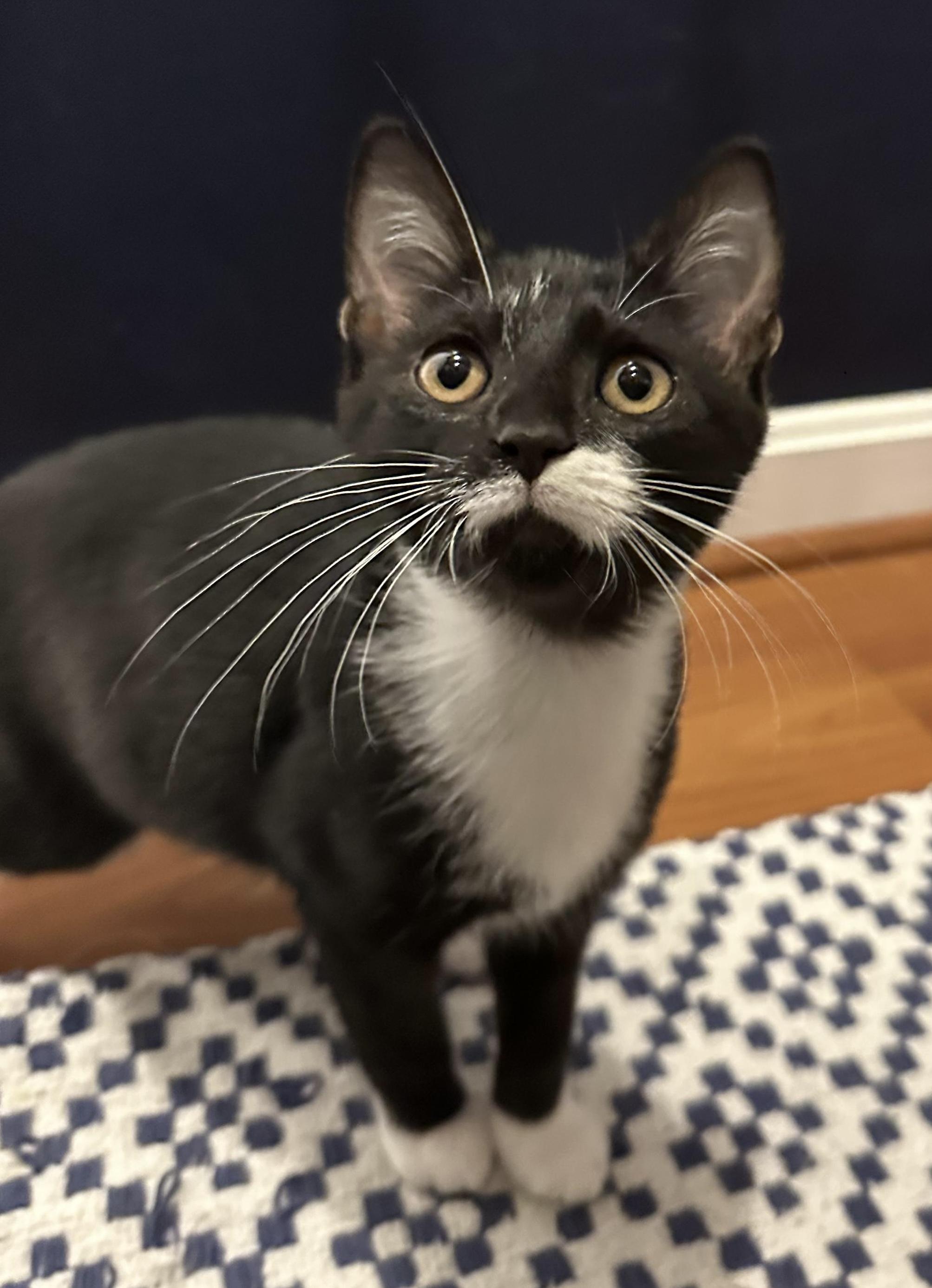 Twilight(m) and Eclipse(m)-Fee Sponsored (BOGO), a ADOPTABLE Domestic Short Hair in Leesburg, VA image 4/6