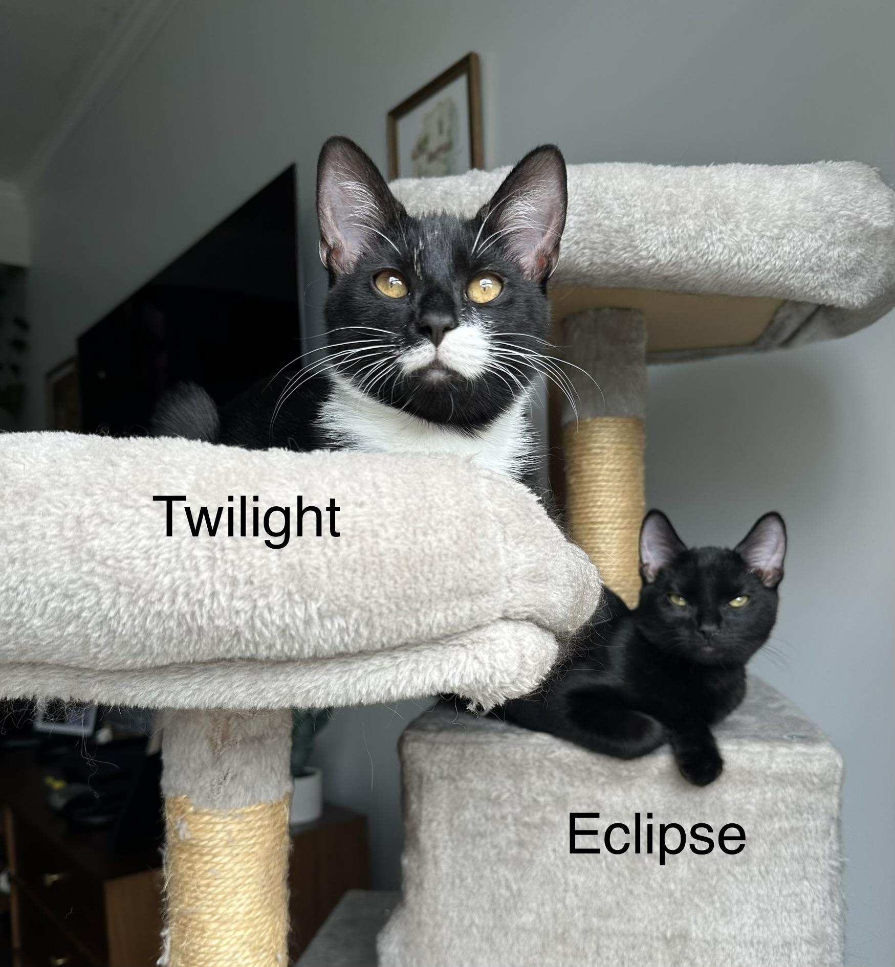 Twilight(m) and Eclipse(m)-Fee Sponsored (BOGO), ADOPTABLE, Kitten Male Domestic Short Hair.