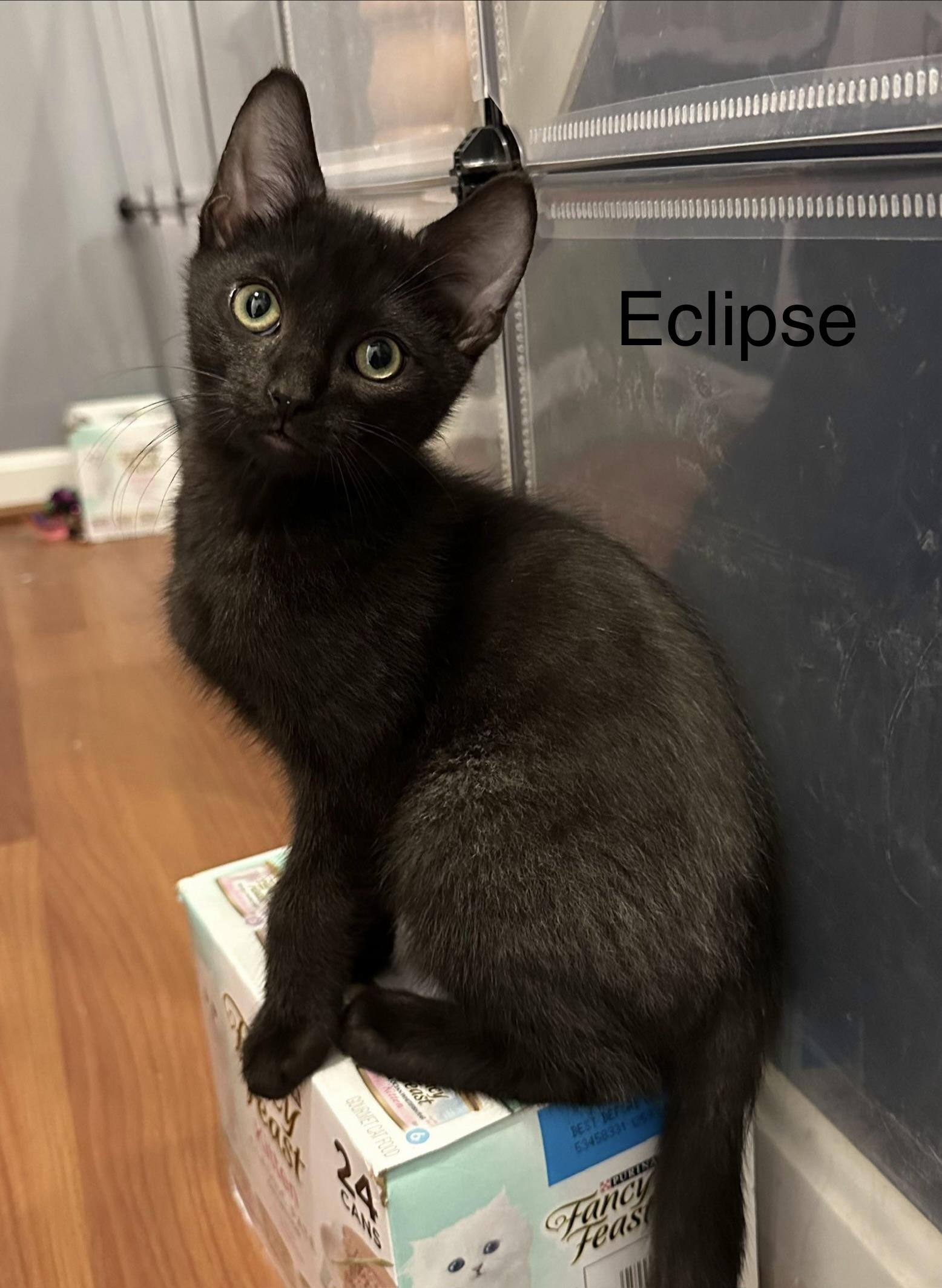Twilight(m) and Eclipse(m)-Fee Sponsored (BOGO), a ADOPTABLE Domestic Short Hair in Leesburg, VA image 3/6