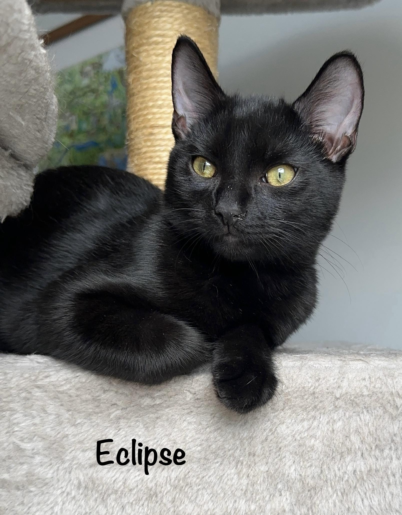 Enlarge Twilight(m) and Eclipse(m)-Fee Sponsored (BOGO), a ADOPTABLE Domestic Short Hair in Leesburg, VA image 3/6