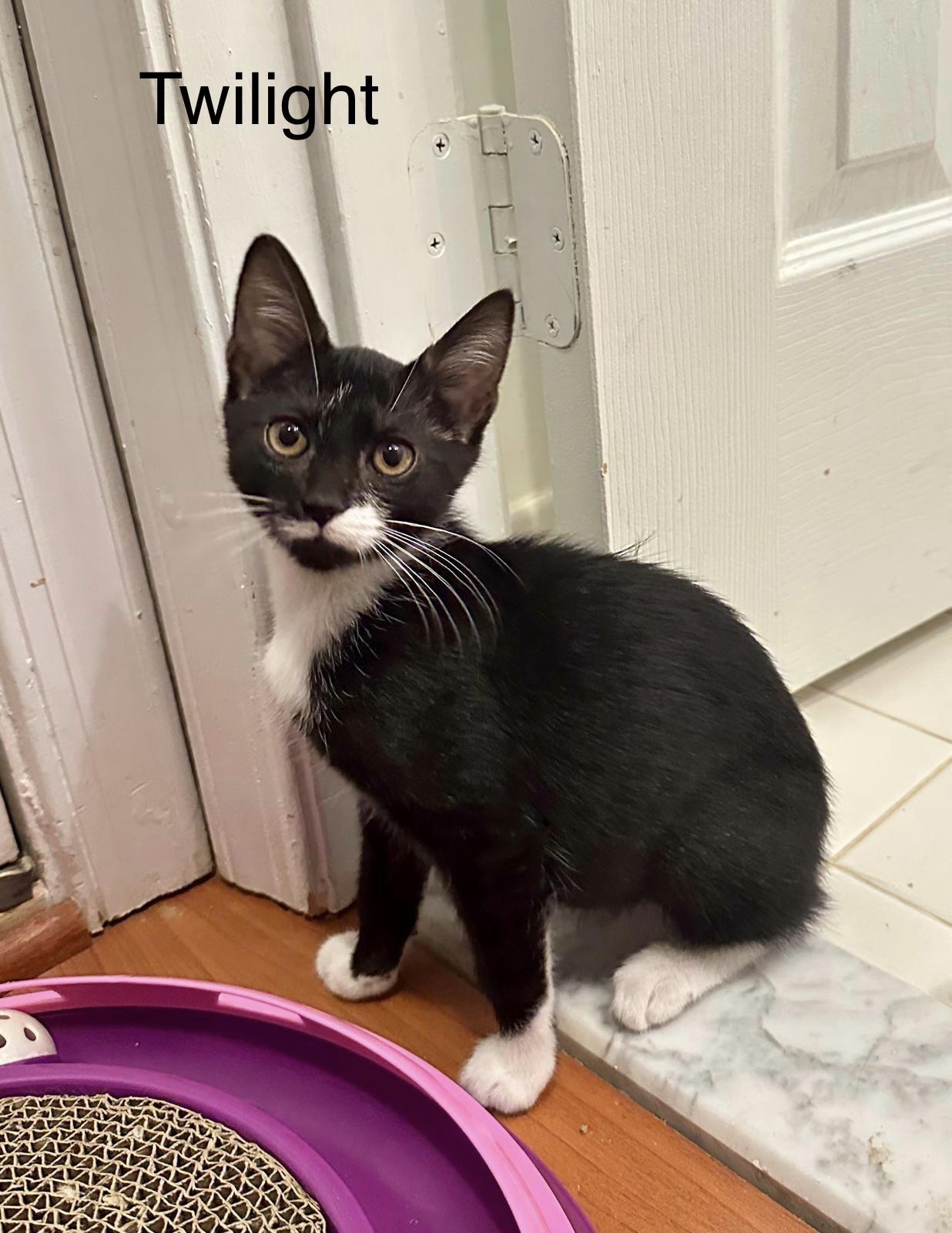 Twilight(m) and Eclipse(m)-Fee Sponsored (BOGO), a ADOPTABLE Domestic Short Hair in Leesburg, VA image 2/6
