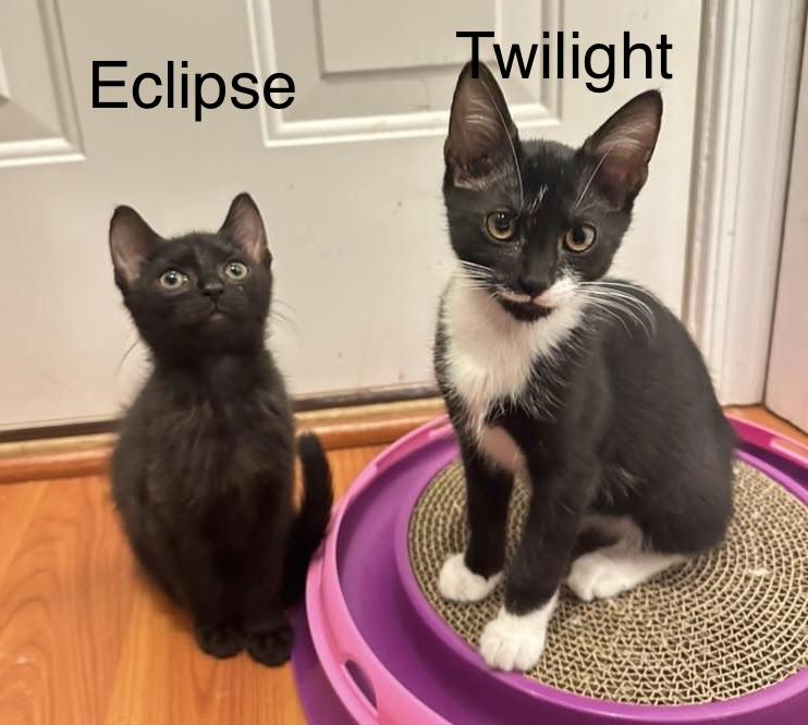 Twilight(m) and Eclipse(m)-Fee Sponsored (BOGO), ADOPTABLE, Kitten Male Domestic Short Hair.