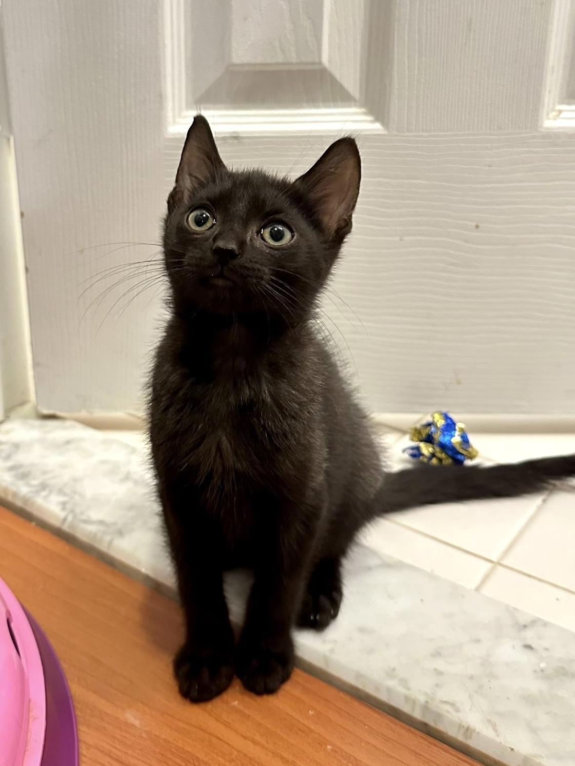 Twilight(m) and Eclipse(m)-Fee Sponsored (BOGO), a ADOPTABLE Domestic Short Hair in Leesburg, VA image 5/6