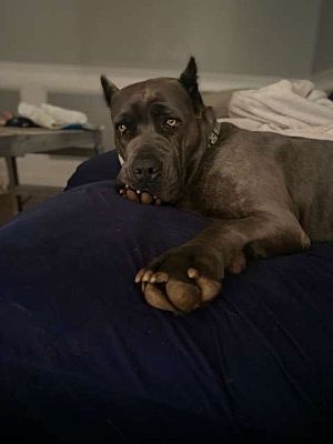 Laika