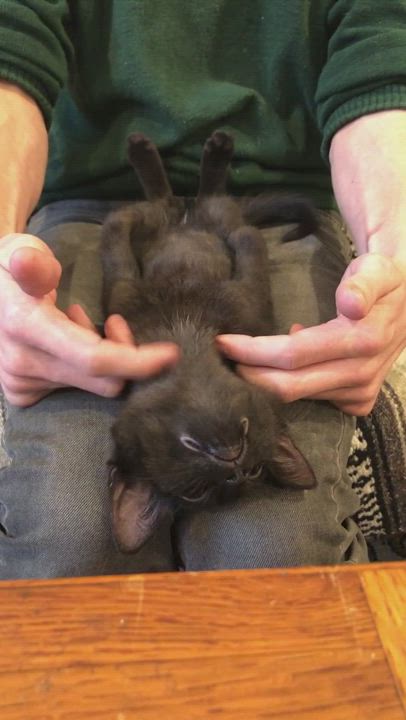 Enlarge Pony, a Adopted mixed breed in Suffolk, VA video 6/11