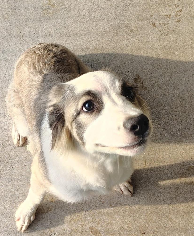 Enlarge Dumpling, a Adoptable mixed breed in Warrenton, MO image 1/1