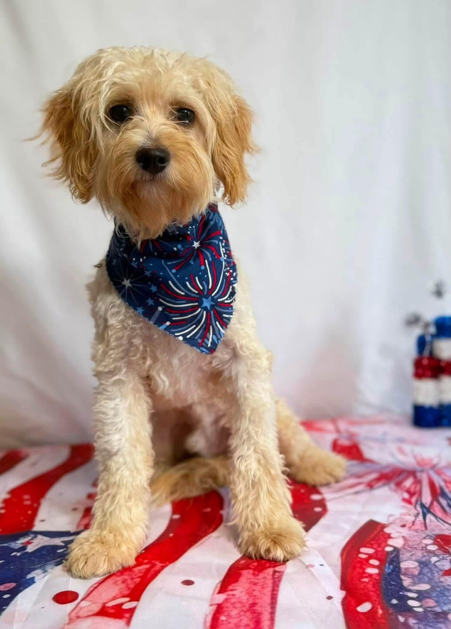 Fred, ADOPTABLE, Puppy Male Cavachon.