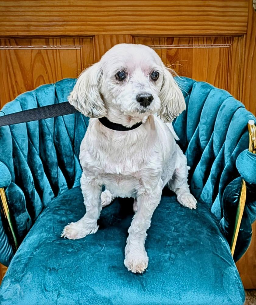 Enlarge Monroe, a Adoptable mixed breed in Frankfort, NY image 1/1