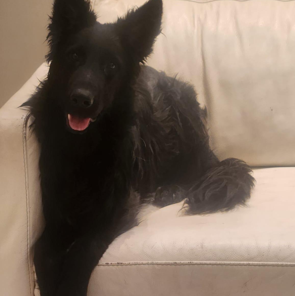 Kendall, a ADOPTABLE German Shepherd Dog in Scarborough, ON image 6/6